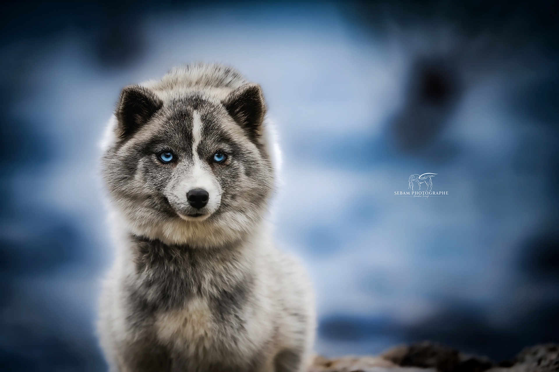 Louve a rejoint le concours — aidez-le/la à gagner de superbes lots ! dog, husky, blue_eyes, fur, portrait, animal, canine, staring, bokeh, wildlife, outdoors, cold, muzzle, ears, fluffy, whiskers, nose, shallow_depth_of_field, blurred_background, winter