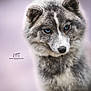 Louve participe au concours pour gagner de l'argent avec cette photo : dog, canine, blue_eyes, fur, fluffy, portrait, close_up, animal, wildlife, muzzle, ears, whiskers, grey_fur, soft_background, bokeh, photography, pet, stare, cute, outdoor