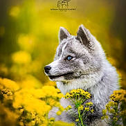 Louve a rejoint le concours — aidez-le/la à gagner de superbes lots ! dog, husky, puppy, blue_eyes, flowers, yellow_flowers, field, bokeh, portrait, outdoor, pet, fur, nature, close_up, meadow, spring, animal, canine, botanical, soft_light