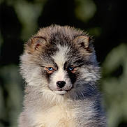 Arkange a rejoint le concours — aidez-le/la à gagner de superbes lots ! puppy, dog, blue_eyes, fluffy, fur, portrait, close_up, outdoor, bokeh, animal, pet, canine, muzzle, nose, ears, whiskers, young, adorable, gray_white_fur, soft_texture