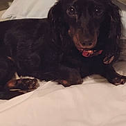 Sadie Lynn is registered to the contest to win money with this photo: dog, dachshund, pet, bed, bedding, white_bed, collar, black_dog, brown_markings, indoor, resting, animal, cute, fur, paw, canine, sleepy, companion, cozy, curious