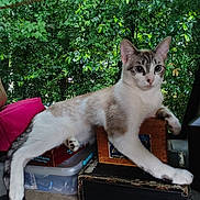 Precious Phoenyx is registered to the contest to win money with this photo: animal, book, box, cat, curious, daylight, ears, face, furniture, gray, greenery, indoor, nature, paw, pet, plant, relaxed, resting, white, window