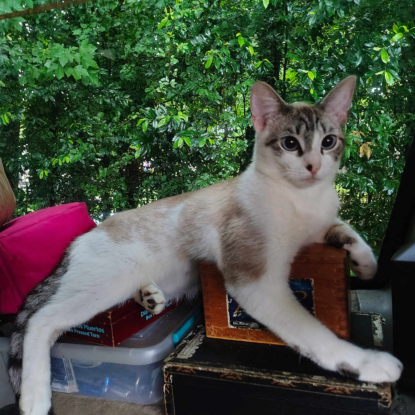 Precious Phoenyx is registered to the contest to win money with this photo: animal, book, box, cat, curious, daylight, ears, face, furniture, gray, greenery, indoor, nature, paw, pet, plant, relaxed, resting, white, window