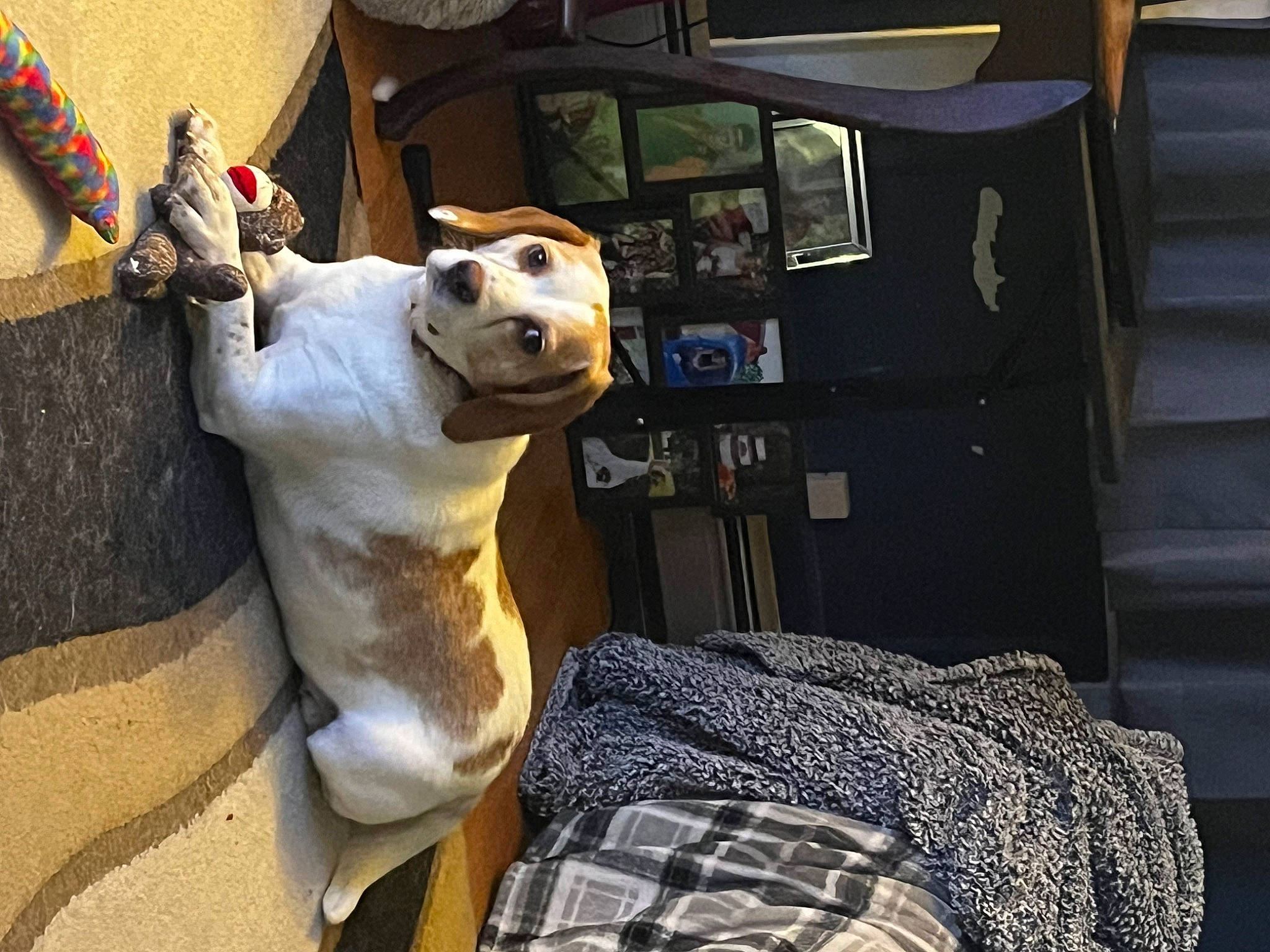 Colt is registered to the contest to win money with this photo: auto_part, automotive_exterior, canidae, car_seat, carnivore, comfort, companion_dog, dog, dog_breed, fawn, felidae, fur, small_to_medium_sized_cats, snout, stuffed_toy, tartan, toy, vehicle, vehicle_door, whiskers