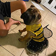 Lilo is registered to the contest to win money with this photo: dog, costume, bee, tutu, wings, indoor, floor, tile, pet, animal, wrinkles, black_shorts, legs, cute, dress_up, sequin, yellow, black, small_dog, funny