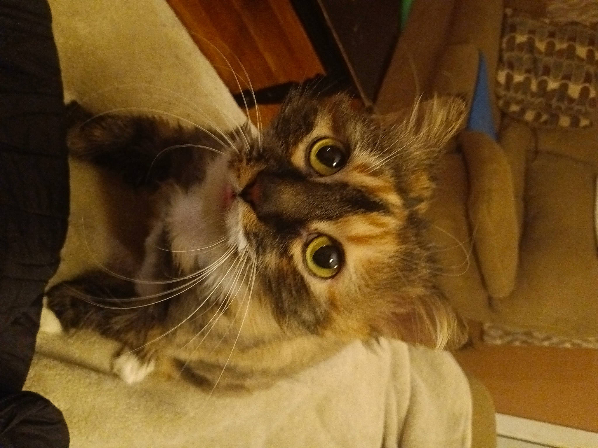 Dizzy is registered to the contest to win money with this photo: carnivore, cat, claw, comfort, domestic_short_haired_cat, ear, eye, fawn, felidae, fur, iris, paw, small_to_medium_sized_cats, snout, tail, whiskers, wood