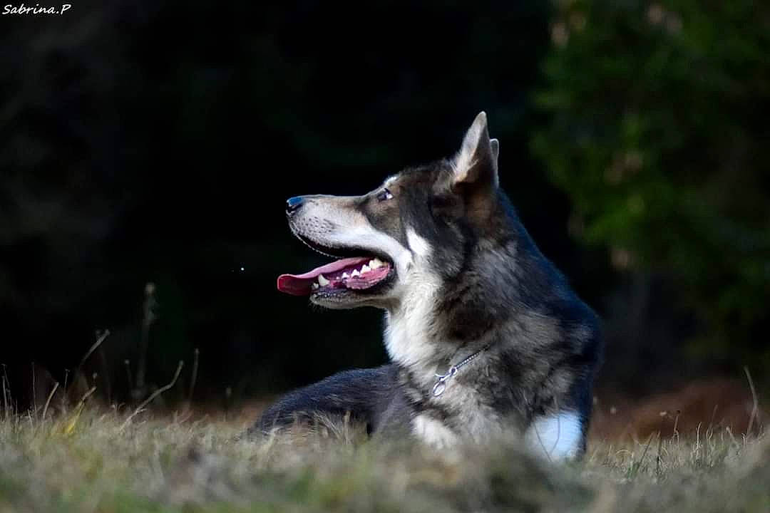 Walker participe au concours pour gagner de l'argent avec cette photo : alaskan_malamute, canidae, canis, carnivore, dog, dog_breed, east_siberian_laika, jamthund, mammal, native_american_indian_dog, northern_inuit_dog, norwegian_elkhound, saarloos_wolfdog, seppala_siberian_sleddog, siberian_husky, snout, tamaskan_dog, vertebrate, west_siberian_laika, wolfdog