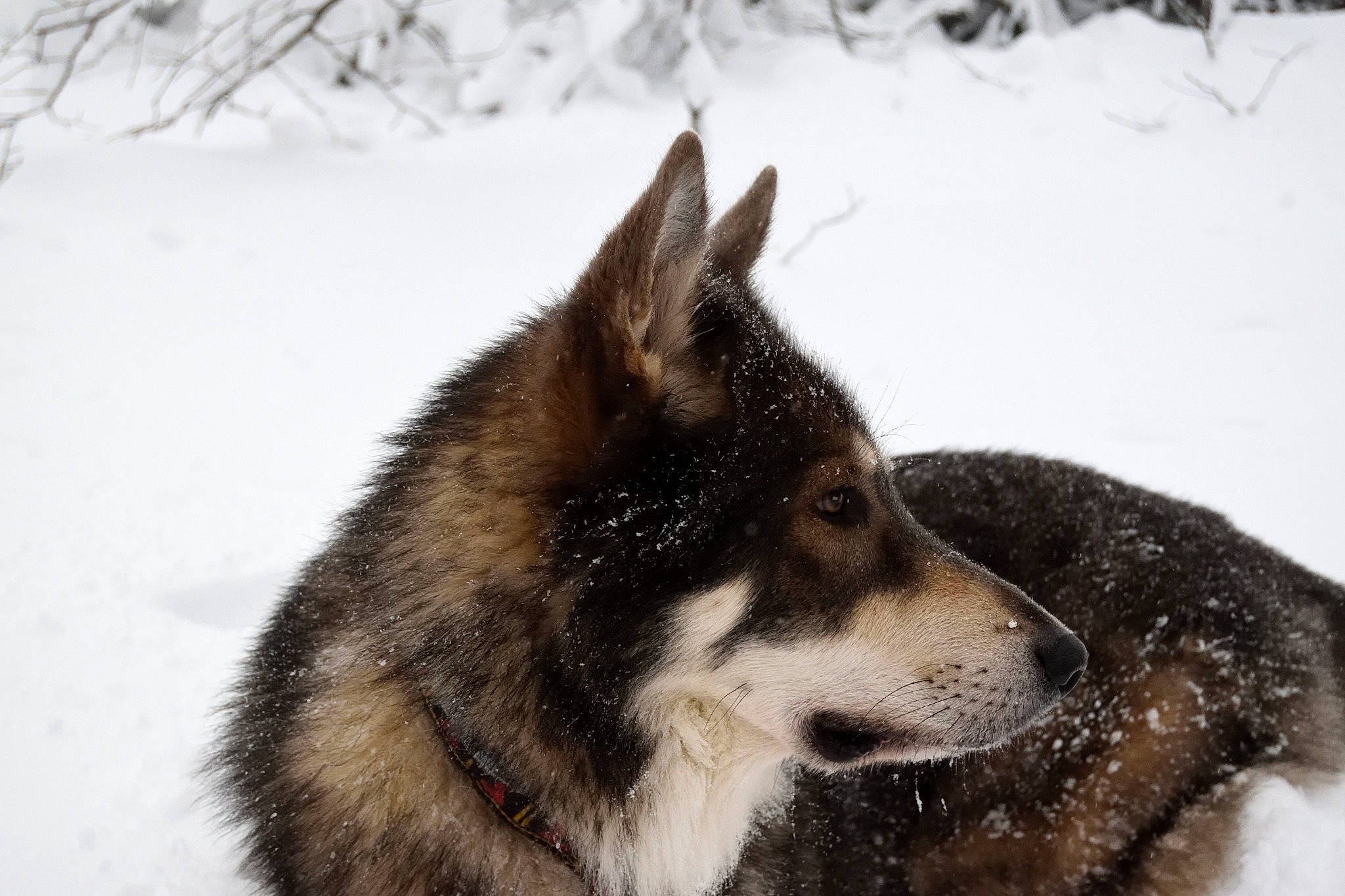 Walker a rejoint le concours — aidez-le/la à gagner de superbes lots ! canadian_eskimo_dog, canidae, carnivore, dog, dog_breed, east_siberian_laika, greenland_dog, jamthund, lapponian_herder, mammal, native_american_indian_dog, norwegian_elkhound, saarloos_wolfdog, sakhalin_husky, seppala_siberian_sleddog, siberian_husky, tamaskan_dog, vertebrate, west_siberian_laika, wolfdog