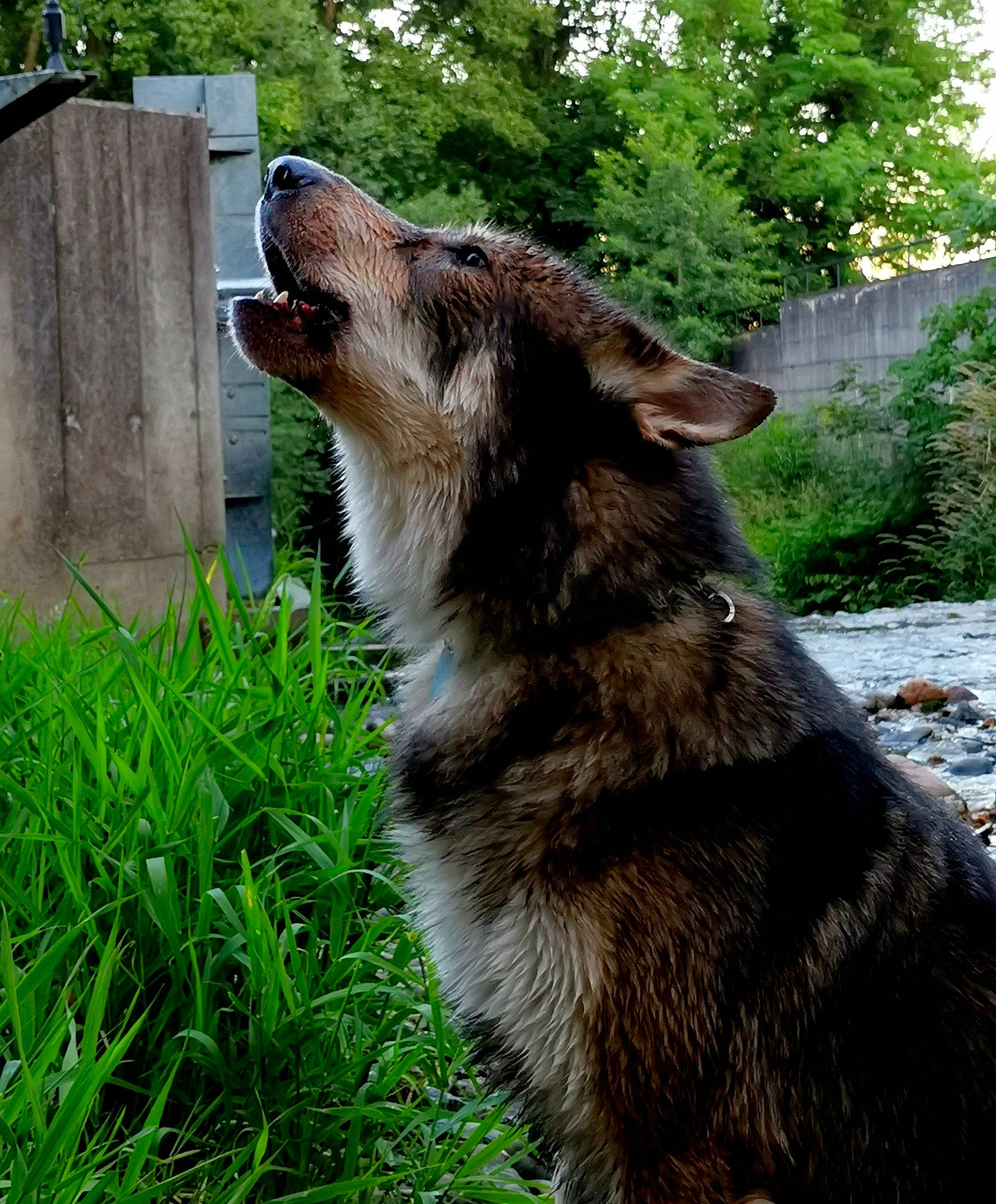 Walker participe au concours pour gagner de l'argent avec cette photo : canidae, carnivore, czechoslovakian_wolfdog, dog, dog_breed, grass, kunming_wolfdog, mammal, native_american_indian_dog, plant, saarloos_wolfdog, shiloh_shepherd_dog, swedish_vallhund, tamaskan_dog, tree, vertebrate, wolfdog