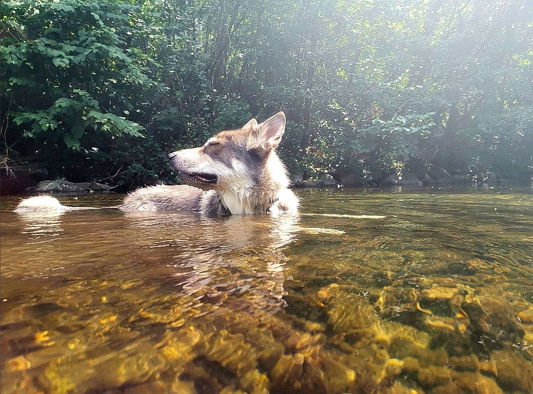 Walker participe au concours pour gagner de l'argent avec cette photo : canidae, canis, carnivore, czechoslovakian_wolfdog, dog, dog_breed, east_siberian_laika, fawn, northern_inuit_dog, river, saarloos_wolfdog, tamaskan_dog, watercourse, wildlife, wolfdog, working_dog