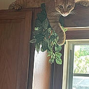 Ricky Bobby is registered to the contest to win money with this photo: cat, tabby, indoor, wooden_cabinet, plant, green_leaves, window, sunlight, paw, relaxed, curious, feline, animal, home_interior, daylight, nature_indoor, resting, cute, pet, cozy