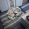 dogs, canine, two_dogs, sleeping, lying_down, belly_up, fluffy, white_fur, pet, indoor, bedroom, blanket, dog_bed, mirror, reflection, wardrobe, dresser, rug, cozy, relaxed