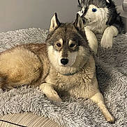 Rock participe au concours pour gagner de l'argent avec cette photo : dog, plush_toy, stuffed_animal, husky, wolf, canine, fluffy, fur, blue_eyes, pointed_ears, lying_down, pet_bed, blanket, indoors, cozy, portrait, front_view, toy, animal, cute