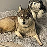 dog, plush_toy, stuffed_animal, husky, wolf, canine, fluffy, fur, blue_eyes, pointed_ears, lying_down, pet_bed, blanket, indoors, cozy, portrait, front_view, toy, animal, cute