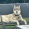 dog, husky, siberian_husky, pet, canine, animal, fur, fluffy, ears, blue_collar, sitting, lying_down, bench, outdoor, patio, park, grass, furniture, portrait, relaxed