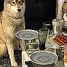 dog, husky, canine, pet, sitting, indoors, dining_table, dinner, sausages, food, plates, glasses, drinks, tableware, living_room, curtain, rug, furniture, portrait, serious_expression