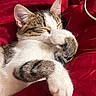 cat, sleeping, relaxed, lounge, paw, fur, whiskers, ears, closed_eyes, white_fur, tabby, red_fabric, blanket, cozy, pet, animal, close_up, portrait, indoors, relaxation