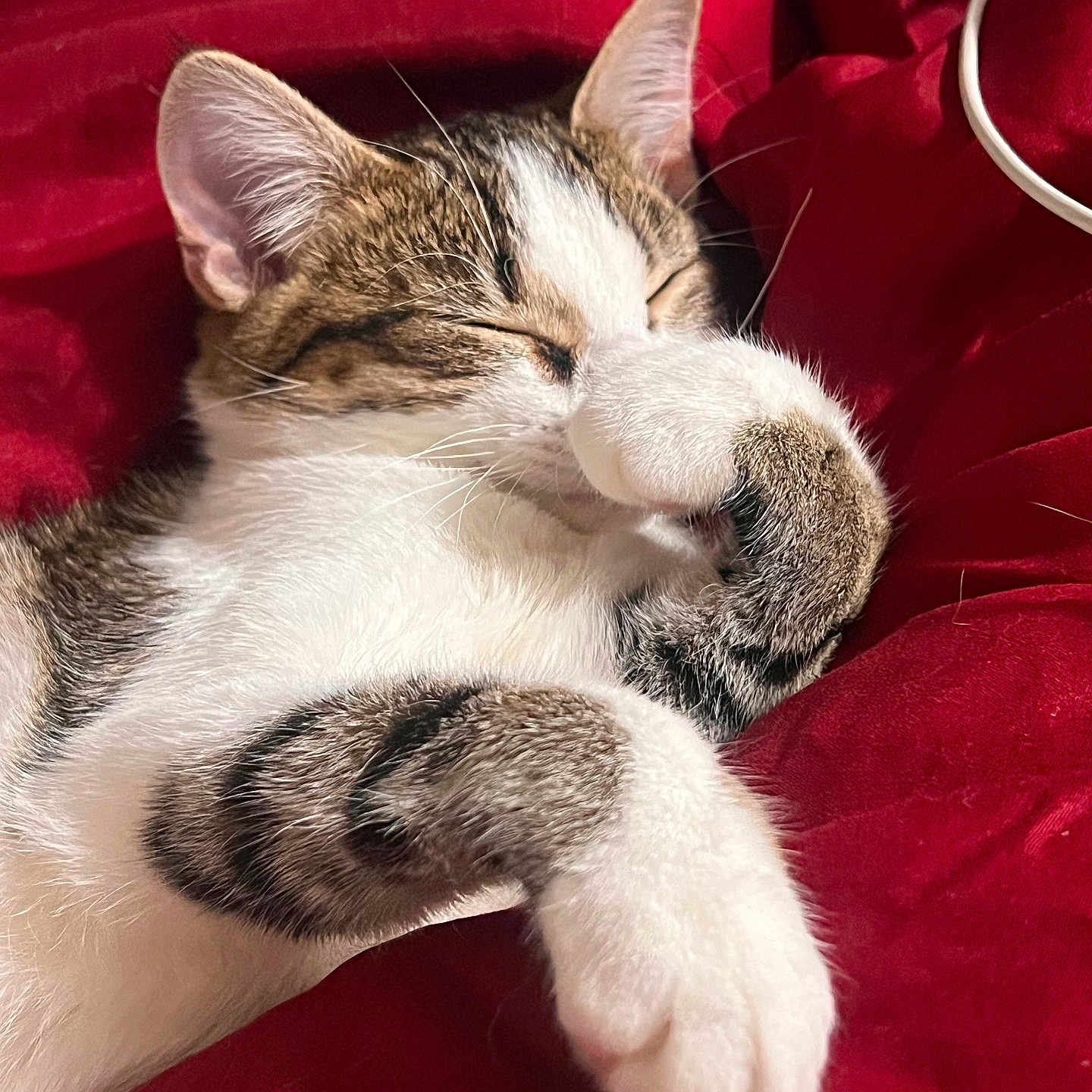 Patrica joined the competition — help win amazing prizes! cat, sleeping, relaxed, lounge, paw, fur, whiskers, ears, closed_eyes, white_fur, tabby, red_fabric, blanket, cozy, pet, animal, close_up, portrait, indoors, relaxation