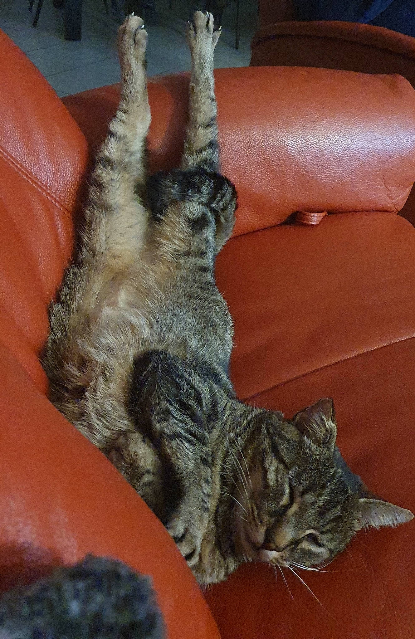 Kitkat participe au concours pour gagner de l'argent avec cette photo : carnivore, cat, claw, comfort, couch, domestic_short_haired_cat, felidae, fur, gesture, grey, human_leg, paw, plant, small_to_medium_sized_cats, tail, tree, whiskers, wood