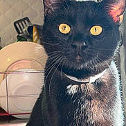 Roni a rejoint le concours — aidez-le/la à gagner de superbes lots ! black_cat, cat, pet, animal, yellow_eyes, whiskers, collar, fur, domestic_animal, kitchen, dishes, utensils, close_up, portrait, indoor, feline, curious, sitting, bright_light, shadow