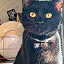 black_cat, cat, pet, animal, yellow_eyes, whiskers, collar, fur, domestic_animal, kitchen, dishes, utensils, close_up, portrait, indoor, feline, curious, sitting, bright_light, shadow