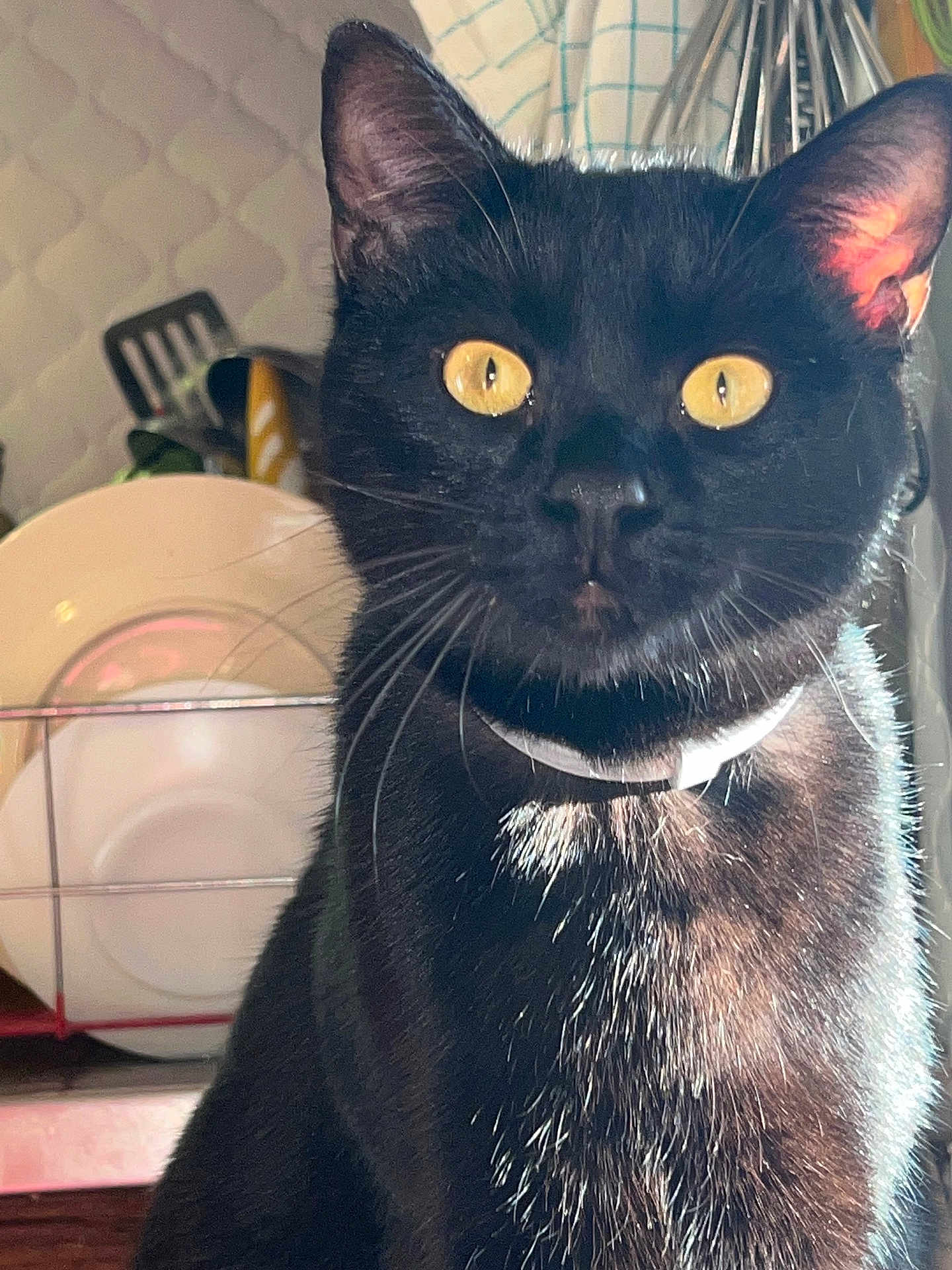 Roni a rejoint le concours — aidez-le/la à gagner de superbes lots ! black_cat, cat, pet, animal, yellow_eyes, whiskers, collar, fur, domestic_animal, kitchen, dishes, utensils, close_up, portrait, indoor, feline, curious, sitting, bright_light, shadow