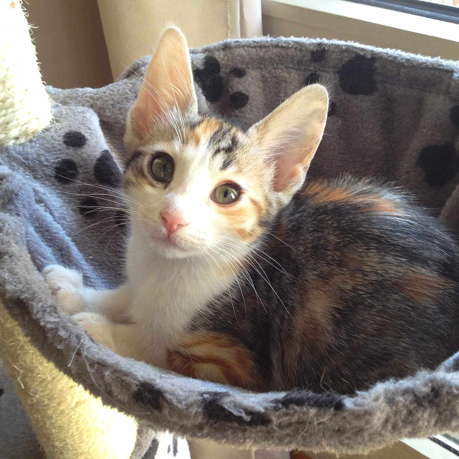 Chloé