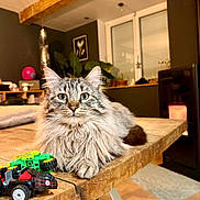 Kouki participe au concours pour gagner de l'argent avec cette photo : cat, long_haired_cat, tabby, pet, indoor, wooden_table, toy_car, paws, whiskers, living_room, plant, window, ceiling_beam, stove, cozy, portrait, fur, furniture, relaxed, domestic