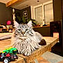 cat, long_haired_cat, tabby, pet, indoor, wooden_table, toy_car, paws, whiskers, living_room, plant, window, ceiling_beam, stove, cozy, portrait, fur, furniture, relaxed, domestic