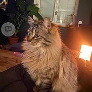 Kouki a rejoint le concours — aidez-le/la à gagner de superbes lots ! cat, long_hair_cat, pet, indoor, lamp, window, houseplant, wooden_table, blanket, cozy, fur, whiskers, portrait, table, furniture, home_interior, night, warm_light, sitting, photo_screenshot