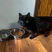 Thelma Lue joined the competition — help win amazing prizes! black_cat, cat, pet, animal, food_bowl, water_bowl, wooden_floor, indoor, curious, feline, yellow_eyes, fur, domestic_cat, standing, close_up, home, door, feeding_time, kitchen, paw