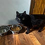 black_cat, cat, pet, animal, food_bowl, water_bowl, wooden_floor, indoor, curious, feline, yellow_eyes, fur, domestic_cat, standing, close_up, home, door, feeding_time, kitchen, paw
