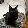 black_cat, cat, pet, animal, feline, indoor, bed, blanket, yellow_eyes, fur, whiskers, texture, cozy, home, domestic_animal, sitting, soft_light, blurred_background, wood_floor, relaxed