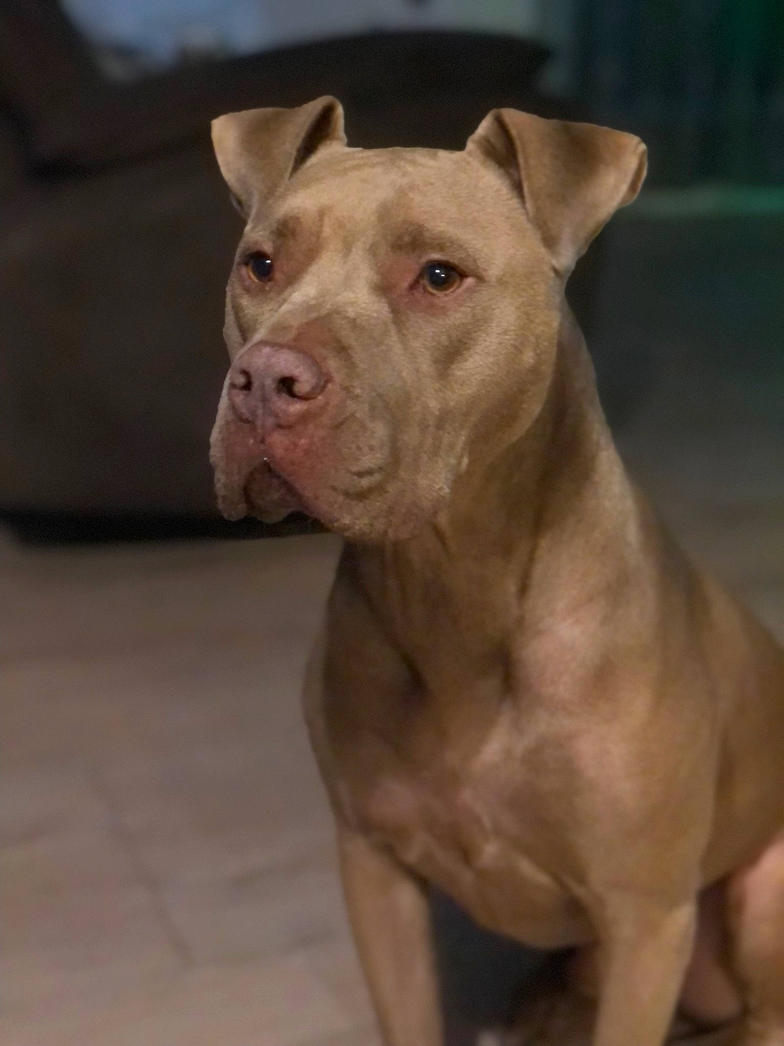 Tupac participe au concours pour gagner de l'argent avec cette photo : ancient_dog_breeds, canidae, carnivore, collar, companion_dog, cordoba_fighting_dog, dog, dog_breed, dog_collar, fawn, liver, non_sporting_group, pet_supply, snout, sporting_group, terrestrial_animal, whiskers, working_animal, working_dog