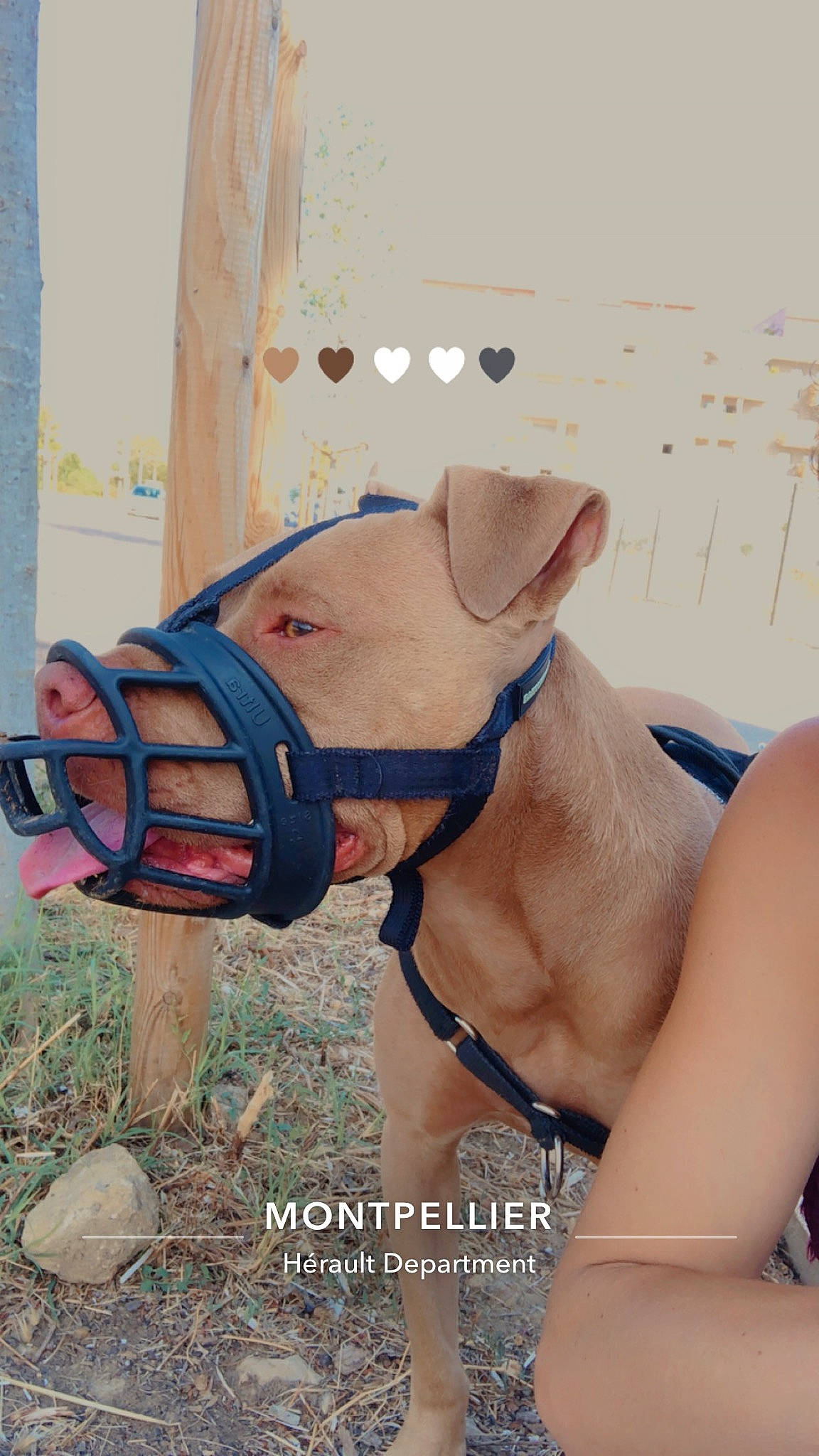 Tupac a rejoint le concours — aidez-le/la à gagner de superbes lots ! canidae, carnivore, collar, companion_dog, dog, dog_breed, dog_collar, electric_blue, fashion_accessory, fawn, grass, leash, personal_protective_equipment, pet_supply, sculpture, snout, sporting_group, terrestrial_animal, working_animal, wrist