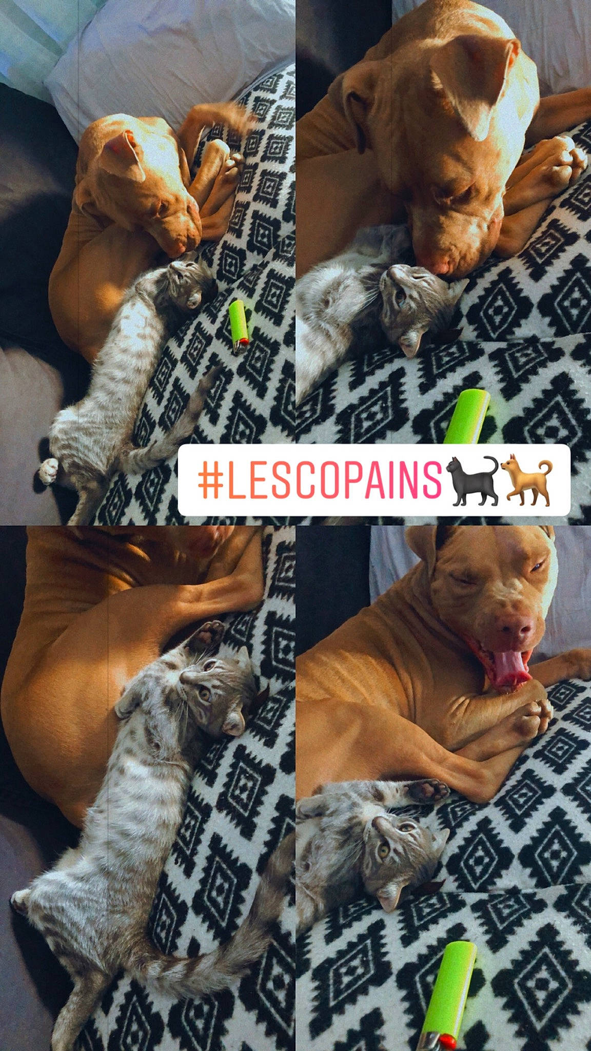 Tupac participe au concours pour gagner de l'argent avec cette photo : adaptation, art, canidae, carnivore, collage, companion_dog, dog_breed, fawn, felidae, font, fur, linens, pattern, photo_caption, snapshot, snout, sporting_group, textile, toy, vertebrate