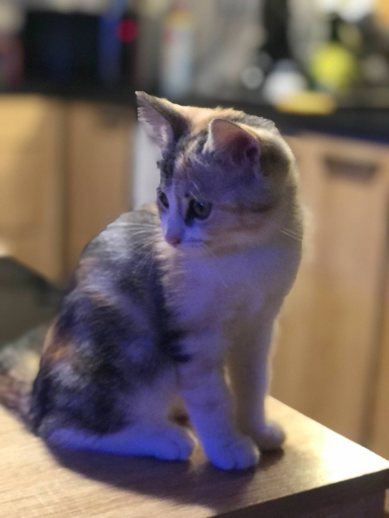 Delit a rejoint le concours — aidez-le/la à gagner de superbes lots ! carnivore, cat, curious, domestic_short_haired_cat, electric_blue, fawn, felidae, fur, paw, small_to_medium_sized_cats, snout, tail, whiskers