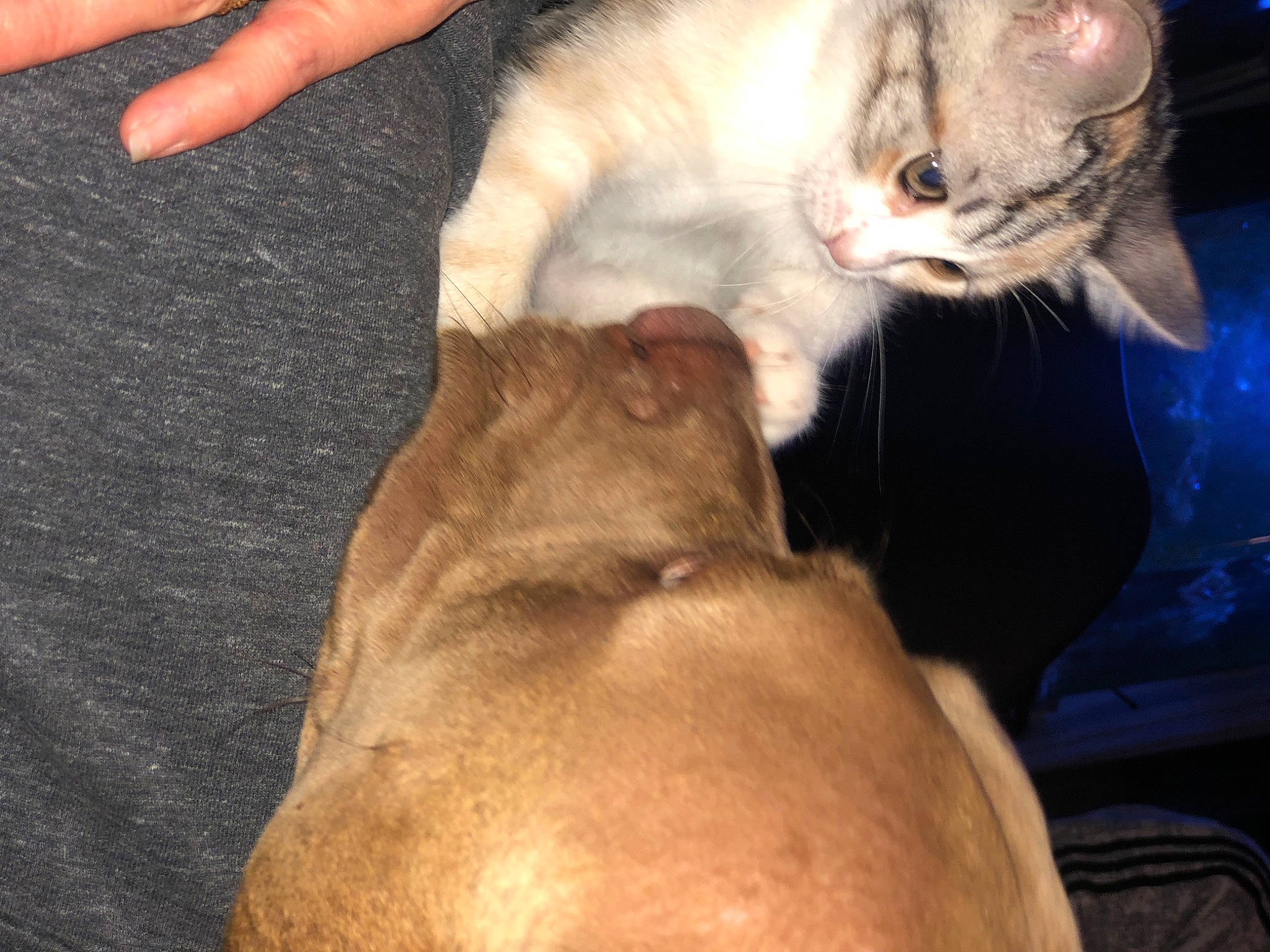 Delit a rejoint le concours — aidez-le/la à gagner de superbes lots ! canidae, carnivore, cat, comfort, companion_dog, dog_breed, domestic_short_haired_cat, ear, fawn, felidae, fur, gesture, lap, nail, paw, small_to_medium_sized_cats, snout, tail, whiskers, wrinkle