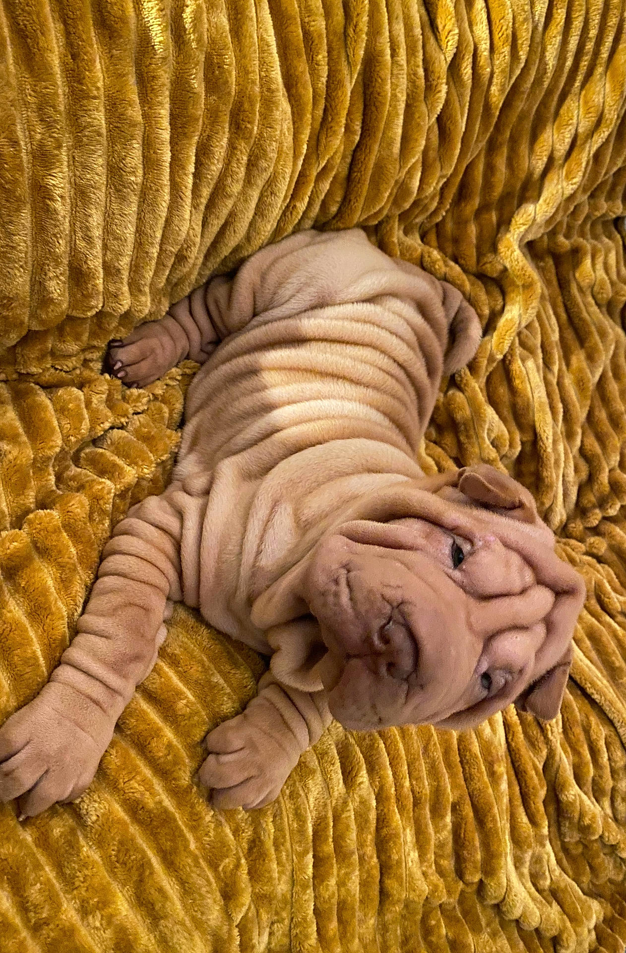Thaï participe au concours pour gagner de l'argent avec cette photo : animal, baby, blanket, bulldog, canine, dog, face, frenchbulldog, head, lion, newborn, person, pet, photography, pitbull, portrait, puppy, quilt, sleeping, velvet