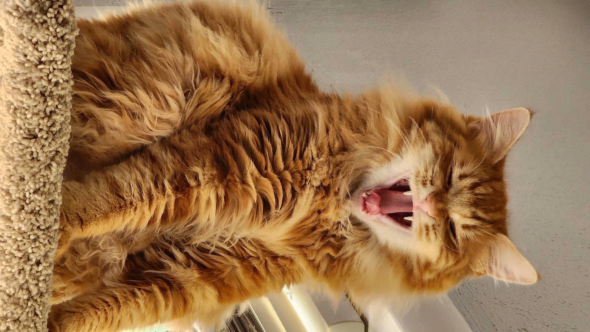 Arthur joined the competition — help win amazing prizes! carnivore, cat, claw, domestic_short_haired_cat, eye, fang, felidae, fur, gesture, paw, plant, roar, small_to_medium_sized_cats, snout, tail, terrestrial_animal, whiskers, wildlife, window, yawn