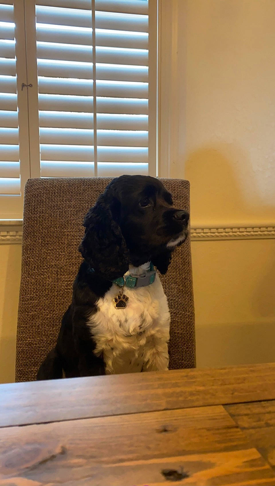 Kingsley is registered to the contest to win money with this photo: carnivore, companion_dog, dog, dog_breed, fawn, floor, flooring, fur, gun_dog, hardwood, liver, snout, spaniel, sporting_group, tail, tints_and_shades, window, window_blind, wood, working_animal