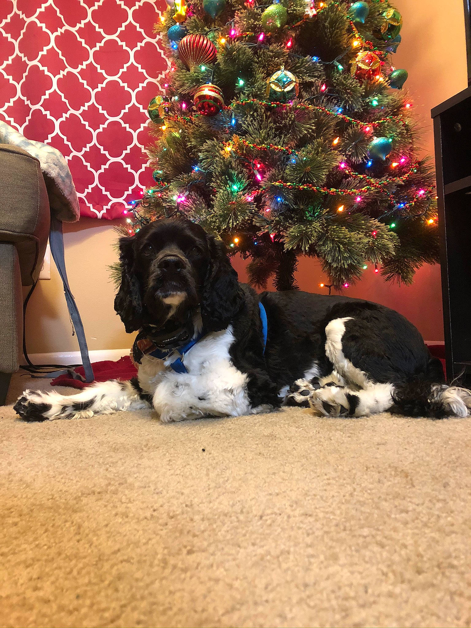 Kingsley joined the competition — help win amazing prizes! carnivore, christmas, christmas_decoration, christmas_eve, christmas_ornament, christmas_tree, companion_dog, conifer, dog, dog_breed, event, fawn, fur, holiday, light, ornament, sporting_group, tail, tree, winter