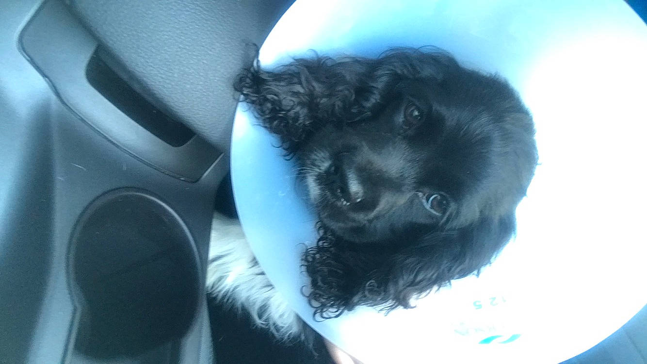 Kingsley joined the competition — help win amazing prizes! auto_part, automotive_exterior, automotive_tire, canidae, carnivore, cloud, companion_dog, dog, dog_breed, electric_blue, fur, gesture, personal_luxury_car, sky, snout, sporting_group, steering_wheel, tree, vehicle_door, whiskers