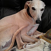 Rosie is registered to the contest to win money with this photo: