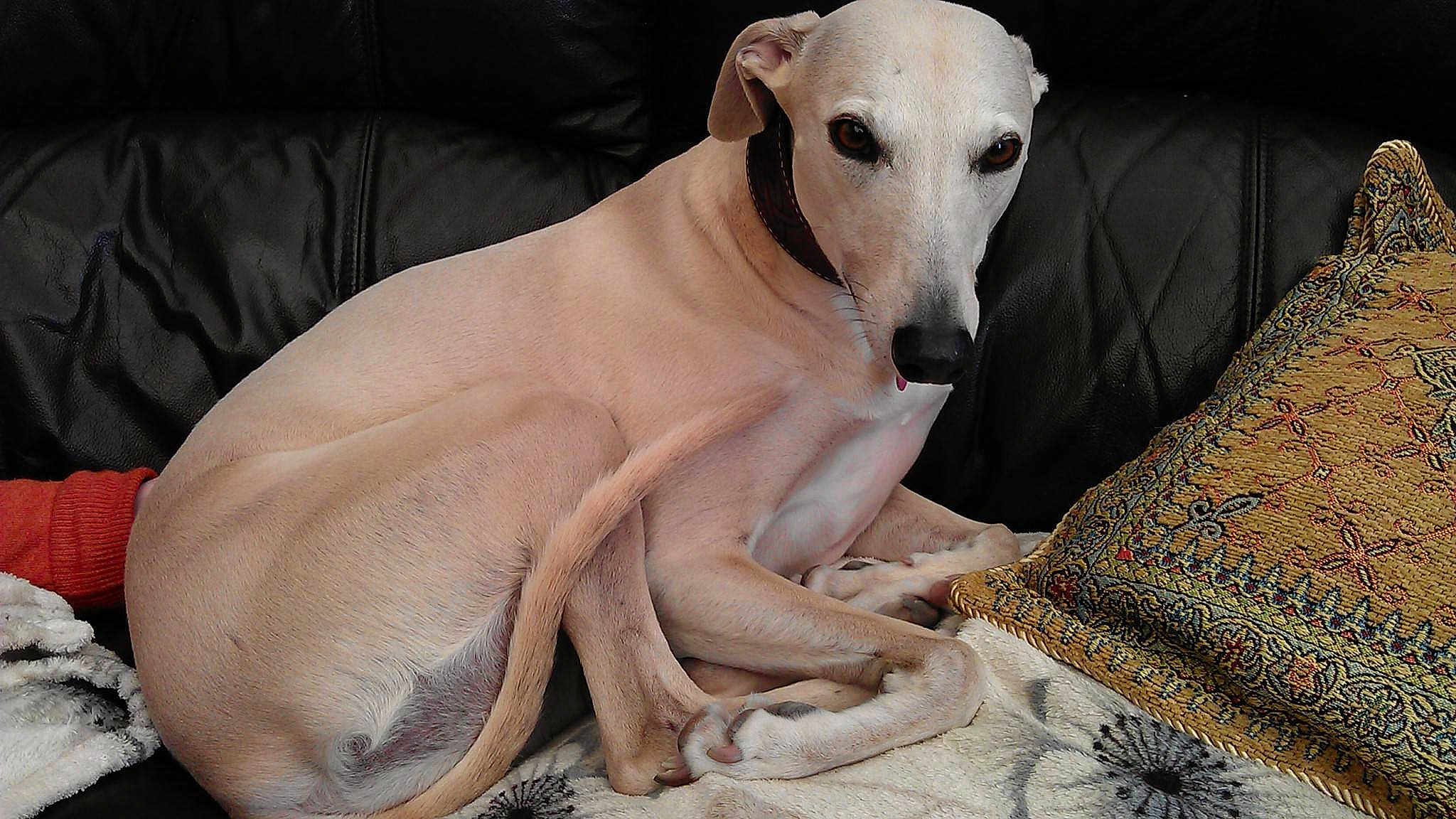Rosie