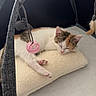 Pacha a rejoint le concours — aidez-le/la à gagner de superbes lots ! kitten, sleeping, pillow, toy, play_gym, cat, indoor, cozy, pet, resting, fluffy, cute, small, animal, calm, soft, comfortable, feline, pink_paw, white