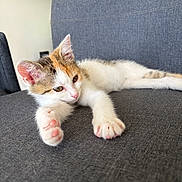Pacha participe au concours pour gagner de l'argent avec cette photo : kitten, cat, calico, pet, sleepy, paw, stretching, indoor, chair, fabric, grey, cute, animal, whiskers, ears, fur, relaxed, closeup, domestic_cat, young