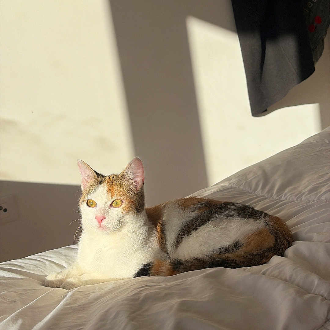 Pacha a rejoint le concours — aidez-le/la à gagner de superbes lots ! cat, calico_cat, bed, blanket, sunlight, indoor, pet, animal, resting, cozy, fur, whiskers, quiet, shadow, home, relaxing, cute, feline, sleepy, comfort