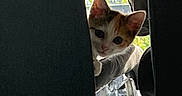 Pacha participe au concours pour gagner de l'argent avec cette photo : kitten, cat, peeking, chair, indoor, curious, animal, pet, feline, ears, face, window, daylight, urban, background, soft_light, cute, young, playful, home