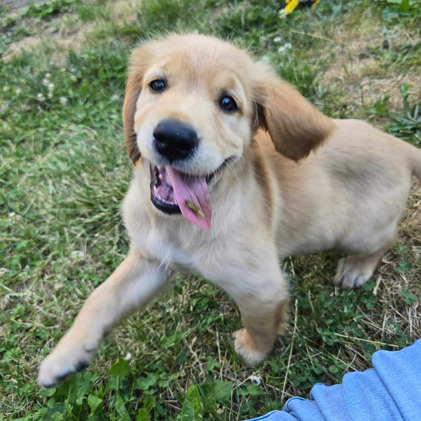 Simba participe au concours pour gagner de l'argent avec cette photo : animal, ball, cute, dog, golden_retriever, grass, greenery, happy, jeans, motion_blur, nature, outdoor, person, pet, playing, puppy, summer, tongue_out, toy, young_dog